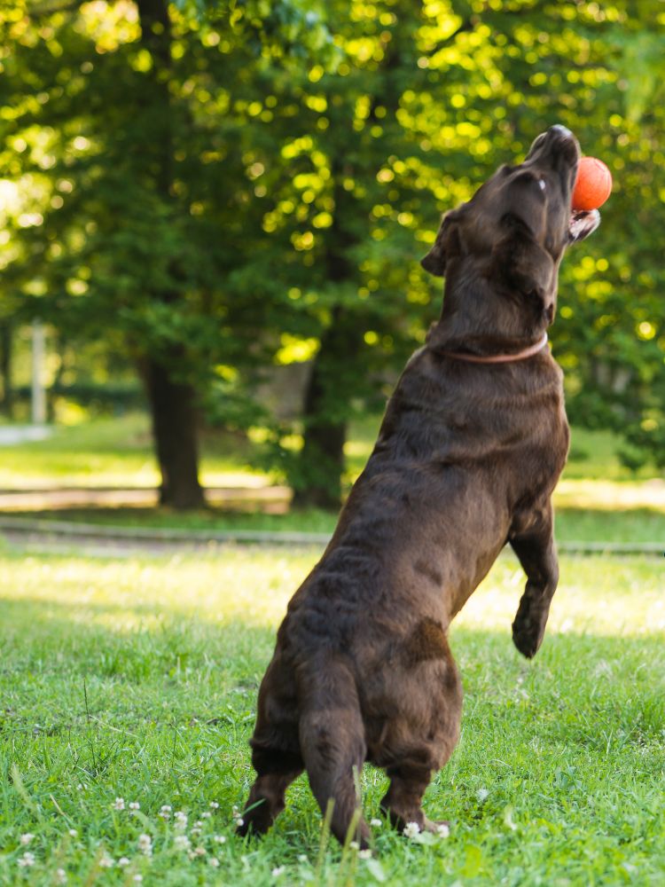 dog holding ball in mouth