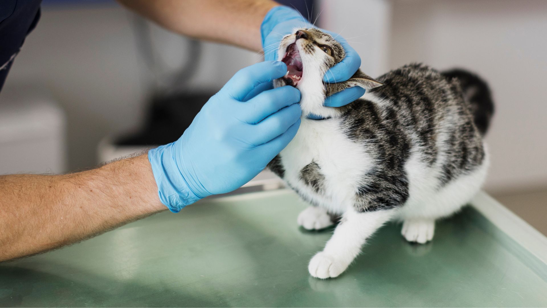 doctor checking cat's mouth