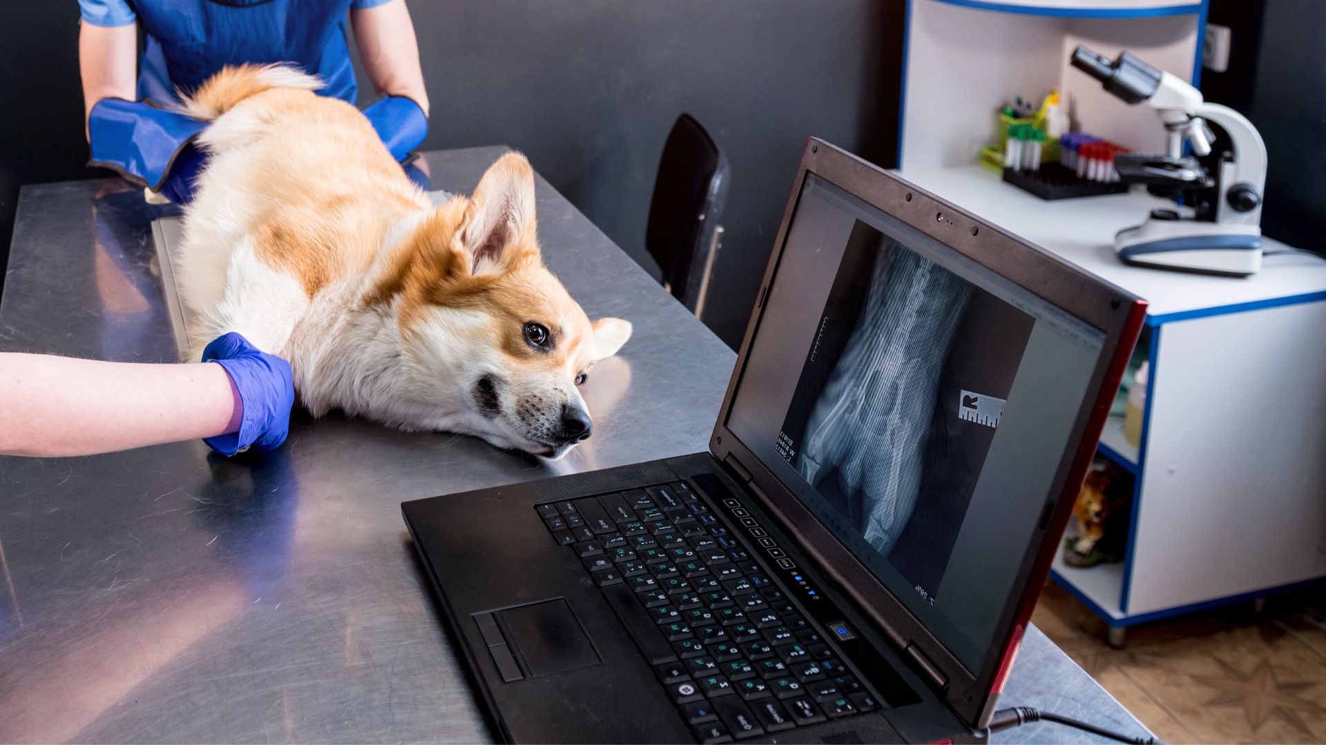 veterinarian team examining dog in xray room