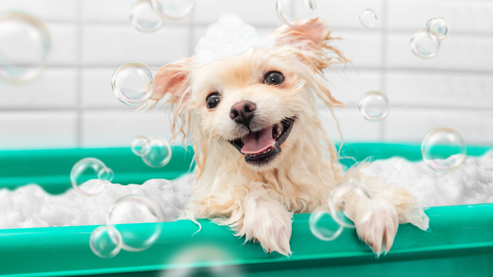 pomeranian spitz is showering with shampoo in dog bath
