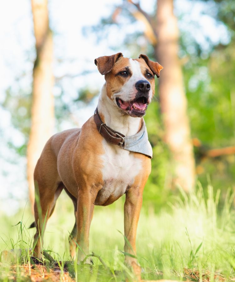 staffordshire terrier mutt outdoors, happy and healthy pets concept