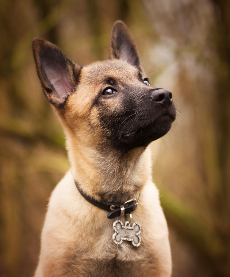 photo brooding belgian shepherd with a funny collar