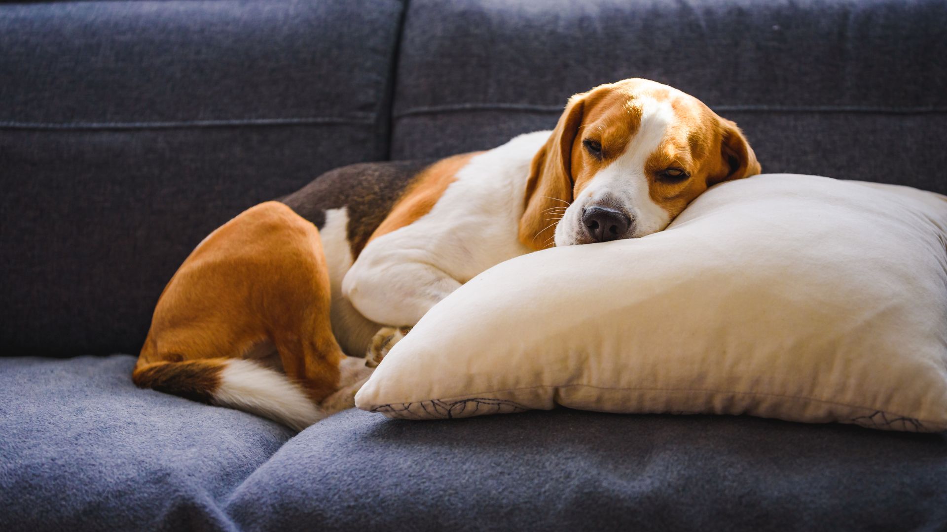 dog tired sleeps on a couch in funny position