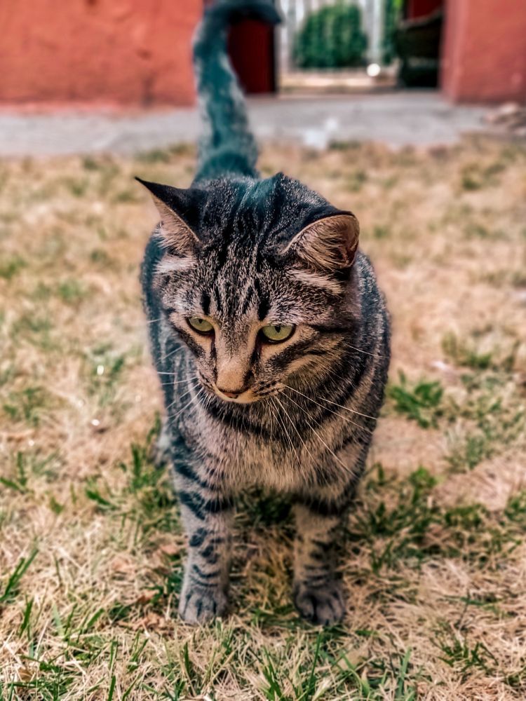 view of a curious cat looking for something interesting in a beautiful garden