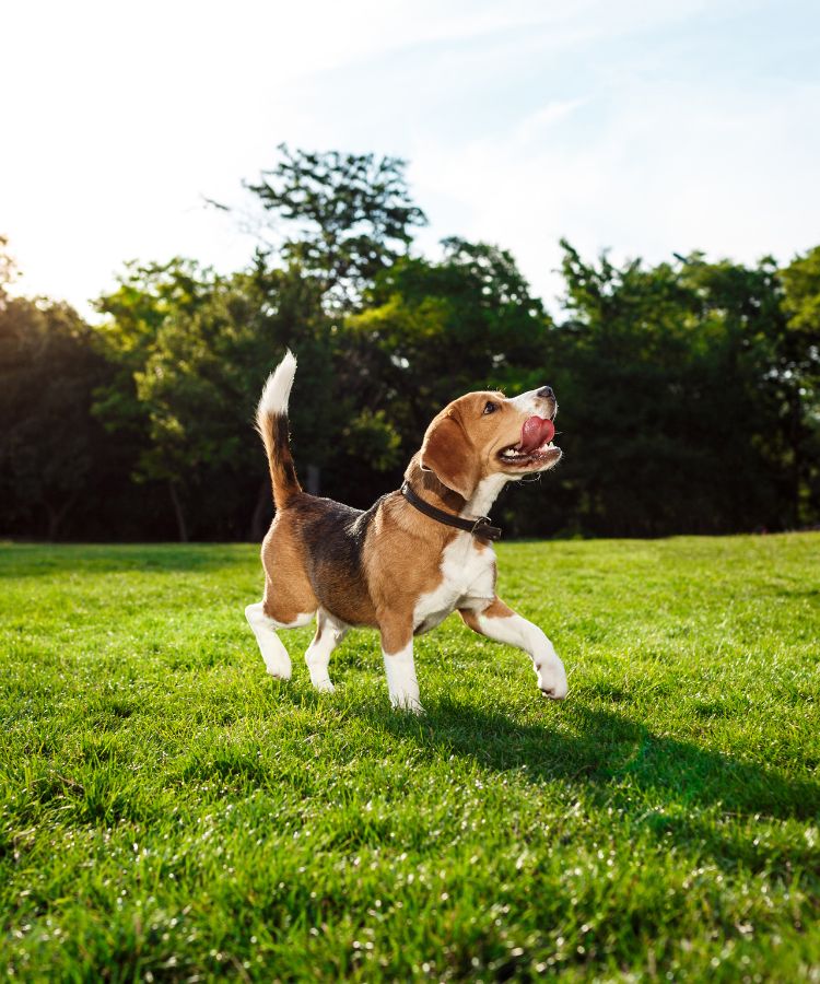 funny happy beagle dog walking, playing in park.