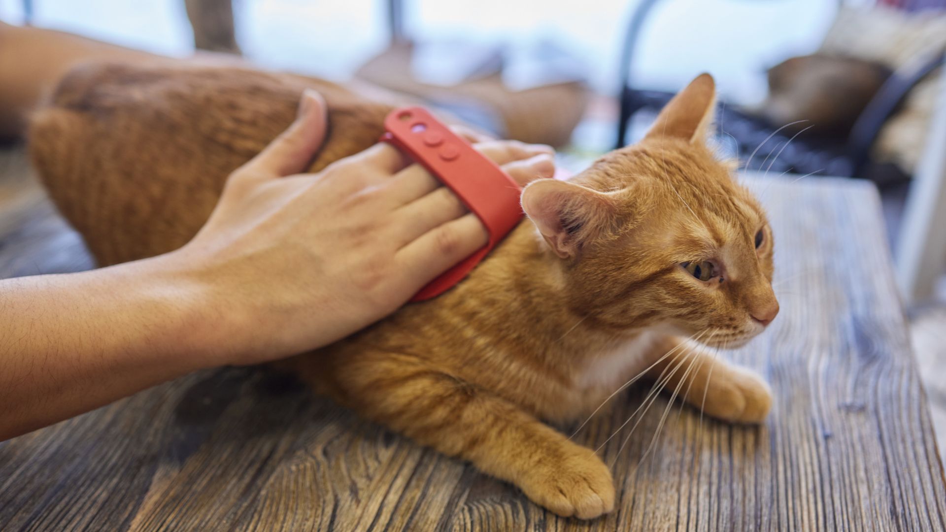 man grooming cat with special gloves pet care