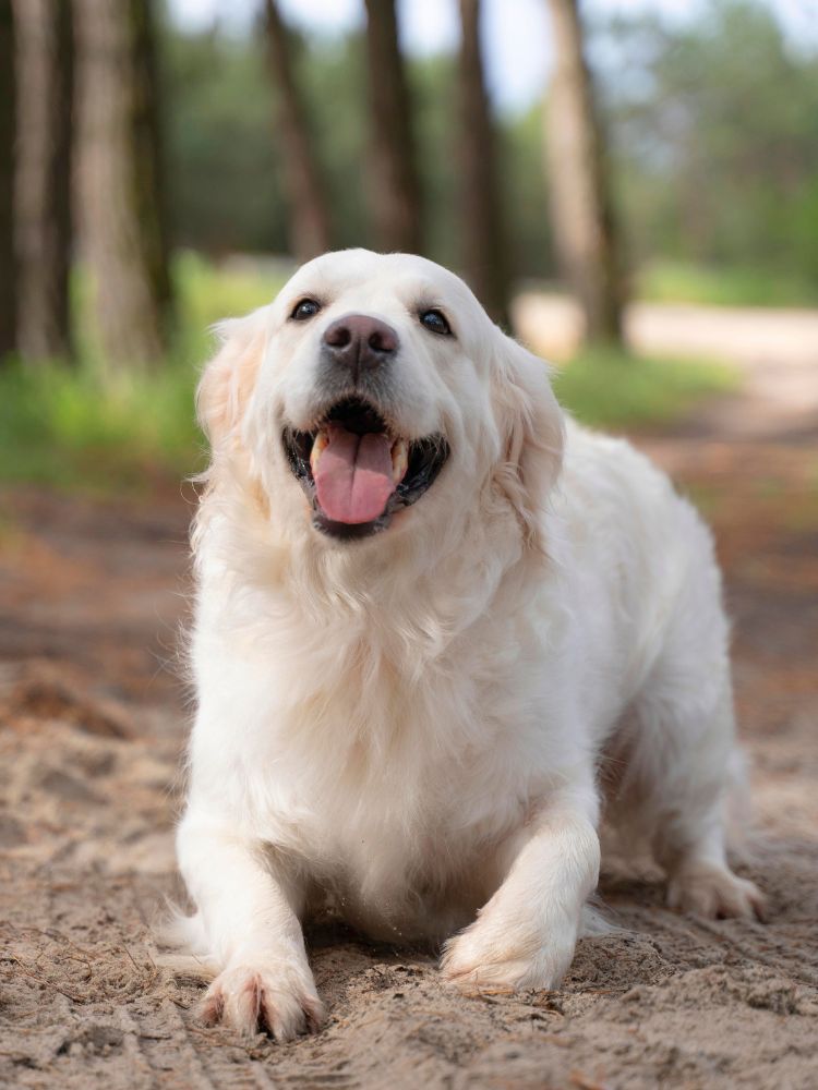 cute dog outdoors