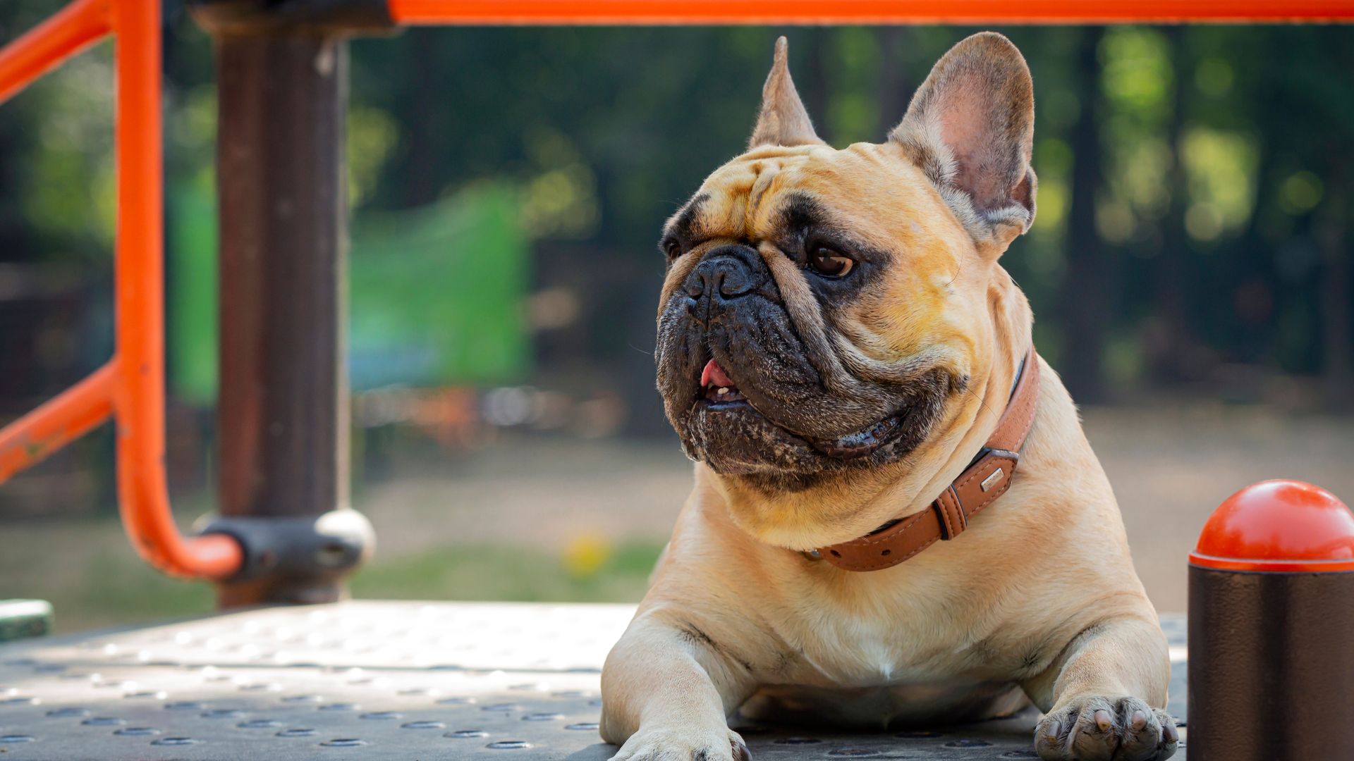 Vet Reviews In Denham Springs, LA Hood Veterinary Hospital